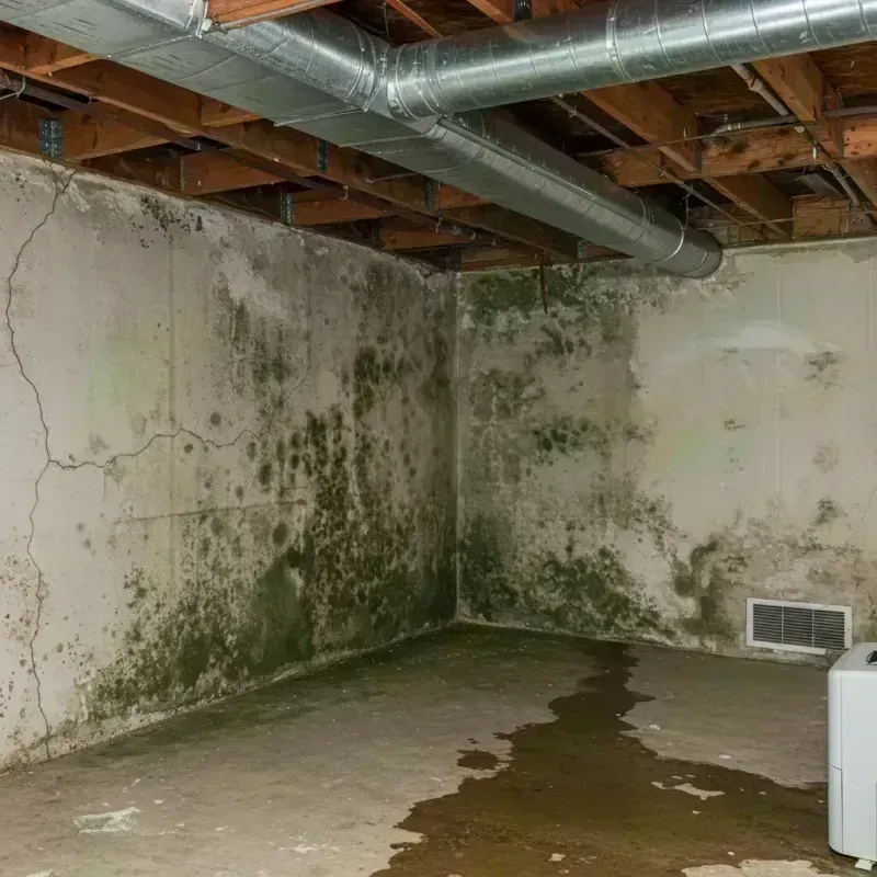 Professional Mold Removal in Henry, IL